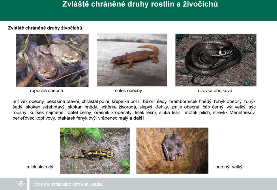 ještěrka živorodá, slepýš křehký, zmije obecná, čáp černý, výr velký, sýc rousný, kulíšek nejmenší, datel černý, ořešník kropenatý, lelek