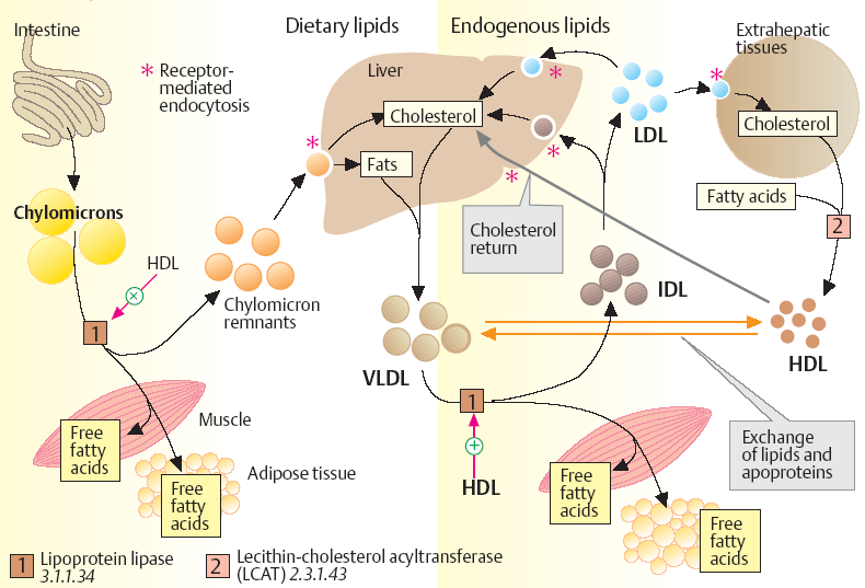 CETP CEPT cholesterol