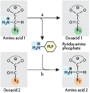 Obecný metabolismus AMK Transaminace koenzym pyridoxalfosfát AMK 1 + OK 2 OK 1 + AMK 2 aspartátaminotransferasa AST alaninaminotransferasa ALT Oxidační deaminace AMK OK + N 3