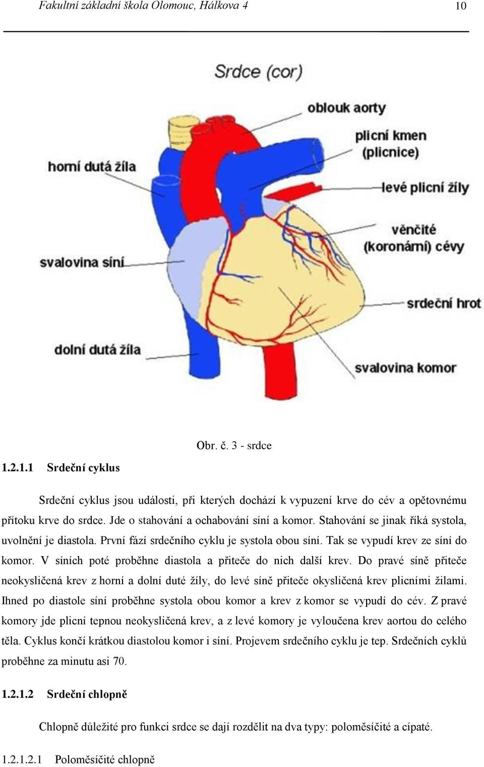 V síních poté proběhne diastola a přiteče do nich další krev. Do pravé síně přiteče neokysličená krev z horní a dolní duté žíly, do levé síně přiteče okysličená krev plicními žilami.