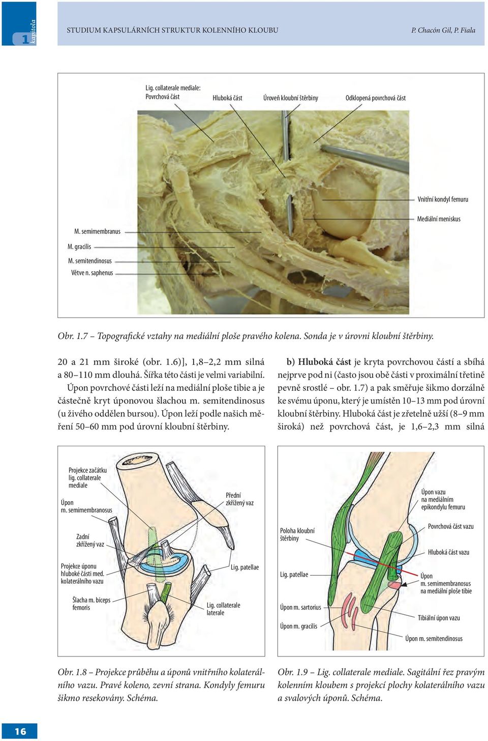 20 a 21 mm široké (obr. 1.6)], 1,8 2,2 mm silná a 80 110 mm dlouhá. Šířka této části je velmi variabilní. Úpon povrchové části leží na mediální ploše tibie a je částečně kryt úponovou šlachou m.