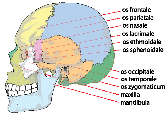 Lebka člověka mozková část lebky (neurocranium) x obličejová - klenba lební, -