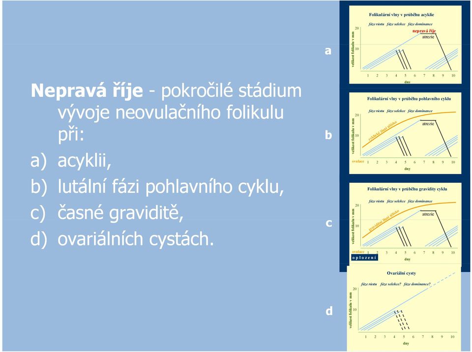 b c ulu v mm velikost foliku 20 10 1 2 3 4 5 6 7 8 9 10 dny Folikulární vlny v průběhu pohlavního cyklu fáze růstu fáze selekce fáze dominance atrezie cyklické žluté tělísko ovulace 2 3 4 5 6 7 8 9