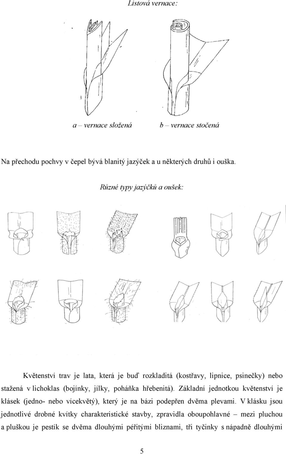 poháňka hřebenitá). Základní jednotkou květenství je klásek (jedno- nebo vícekvětý), který je na bázi podepřen dvěma plevami.