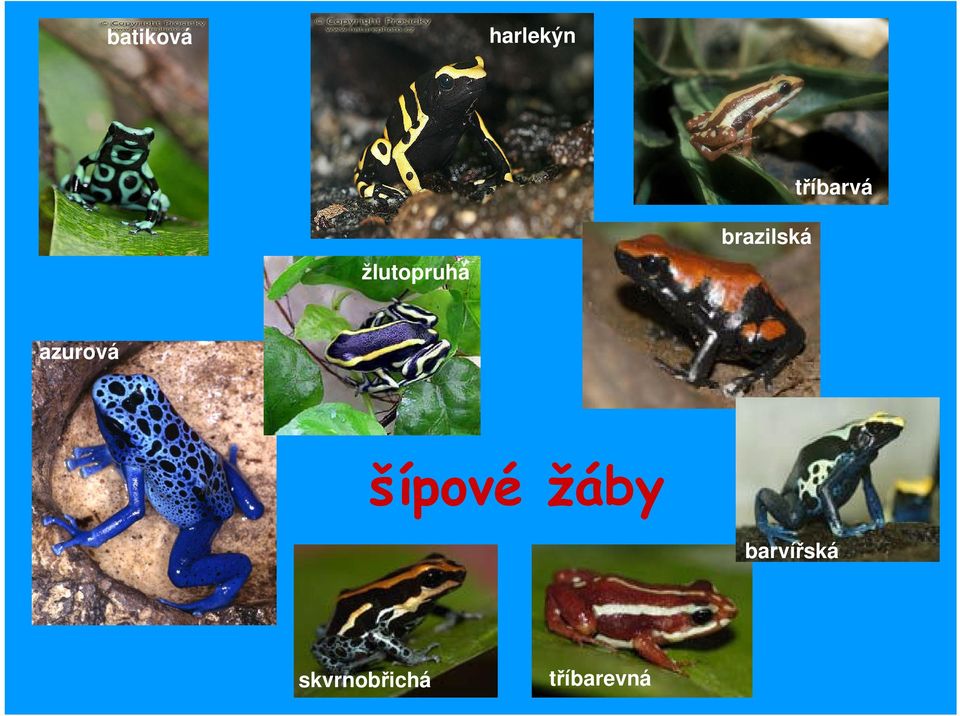 brazilská azurová šípové