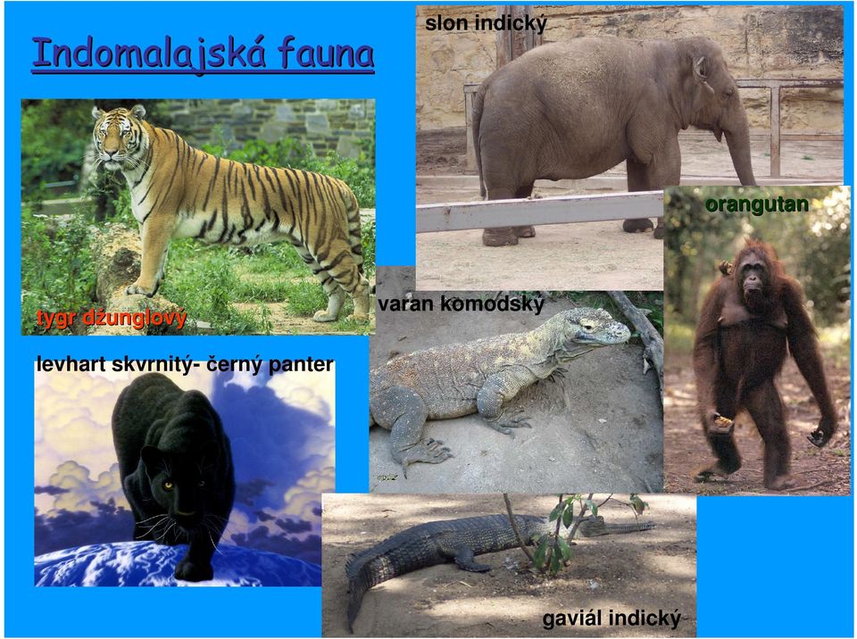 džunglový varan komodský