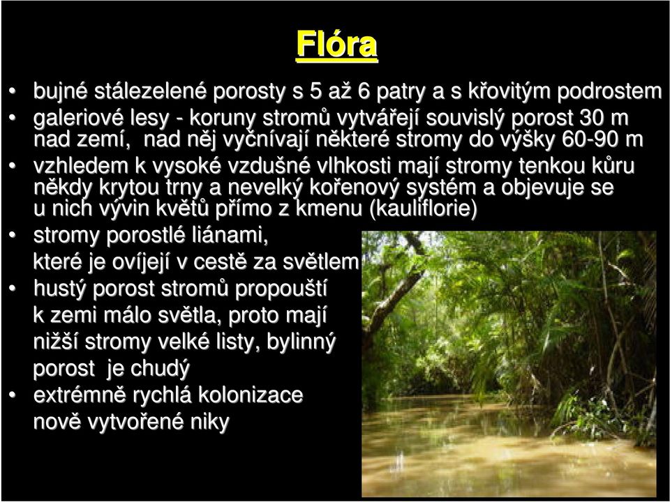 systém m a objevuje se u nich vývin květů přímo z kmenu (kauliflorie( kauliflorie) stromy porostlé liánami, které je ovíjej její v cestě za světlem hustý