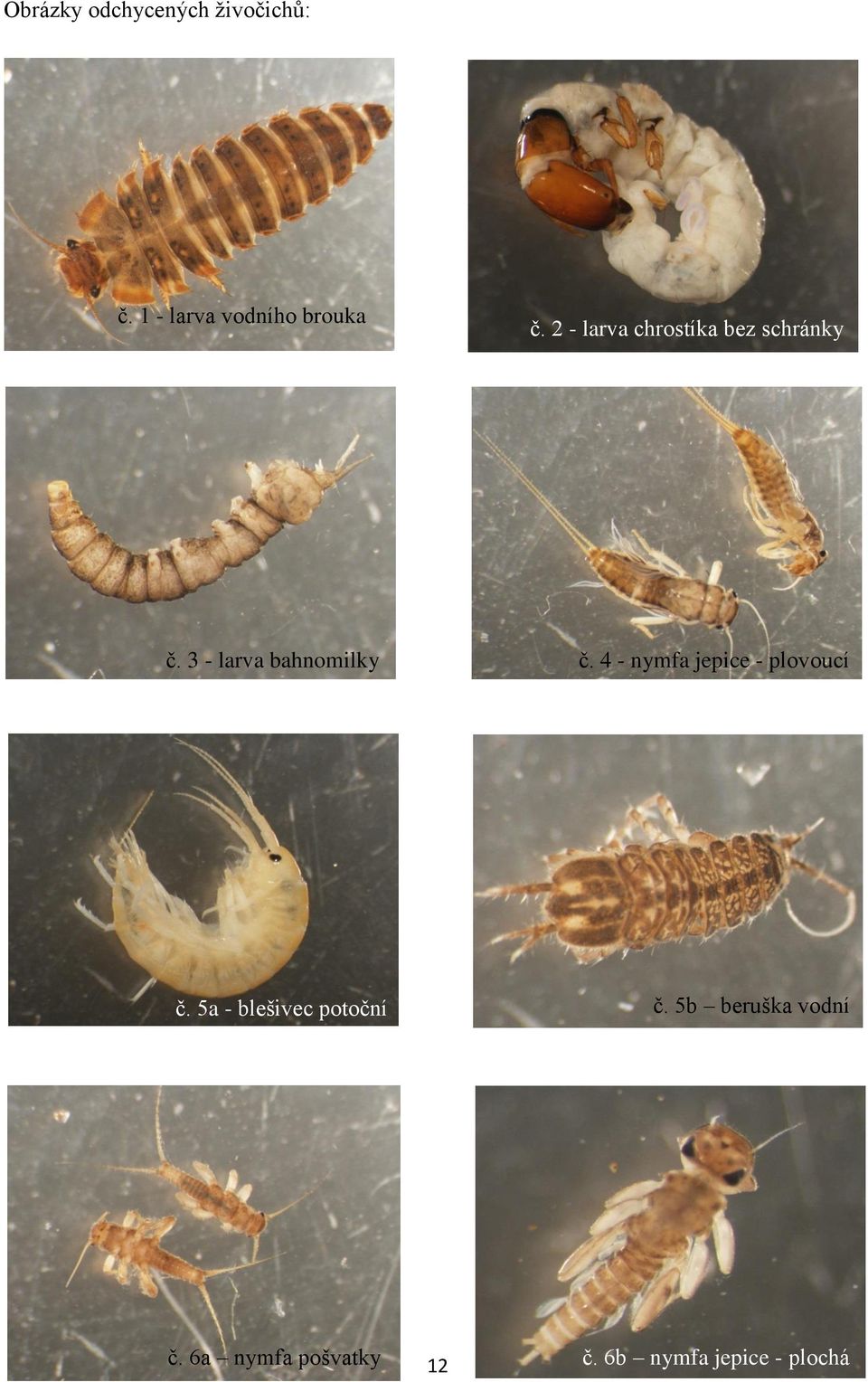 4 - nymfa jepice - plovoucí č. 5a - blešivec potoční č.
