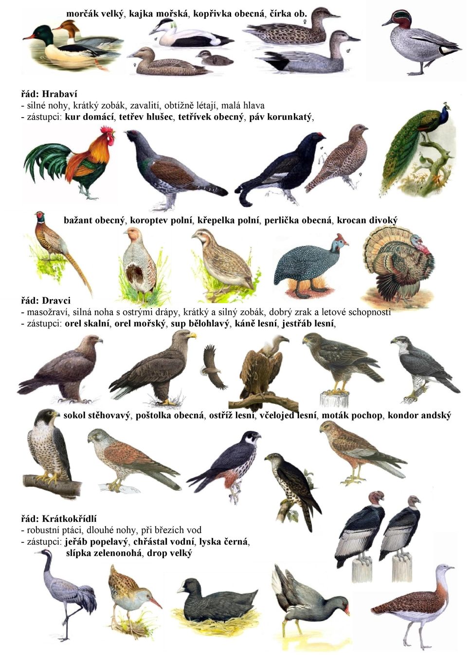 polní, křepelka polní, perlička obecná, krocan divoký řád: Dravci - masožraví, silná noha s ostrými drápy, krátký a silný zobák, dobrý zrak a letové schopnosti - zástupci: orel