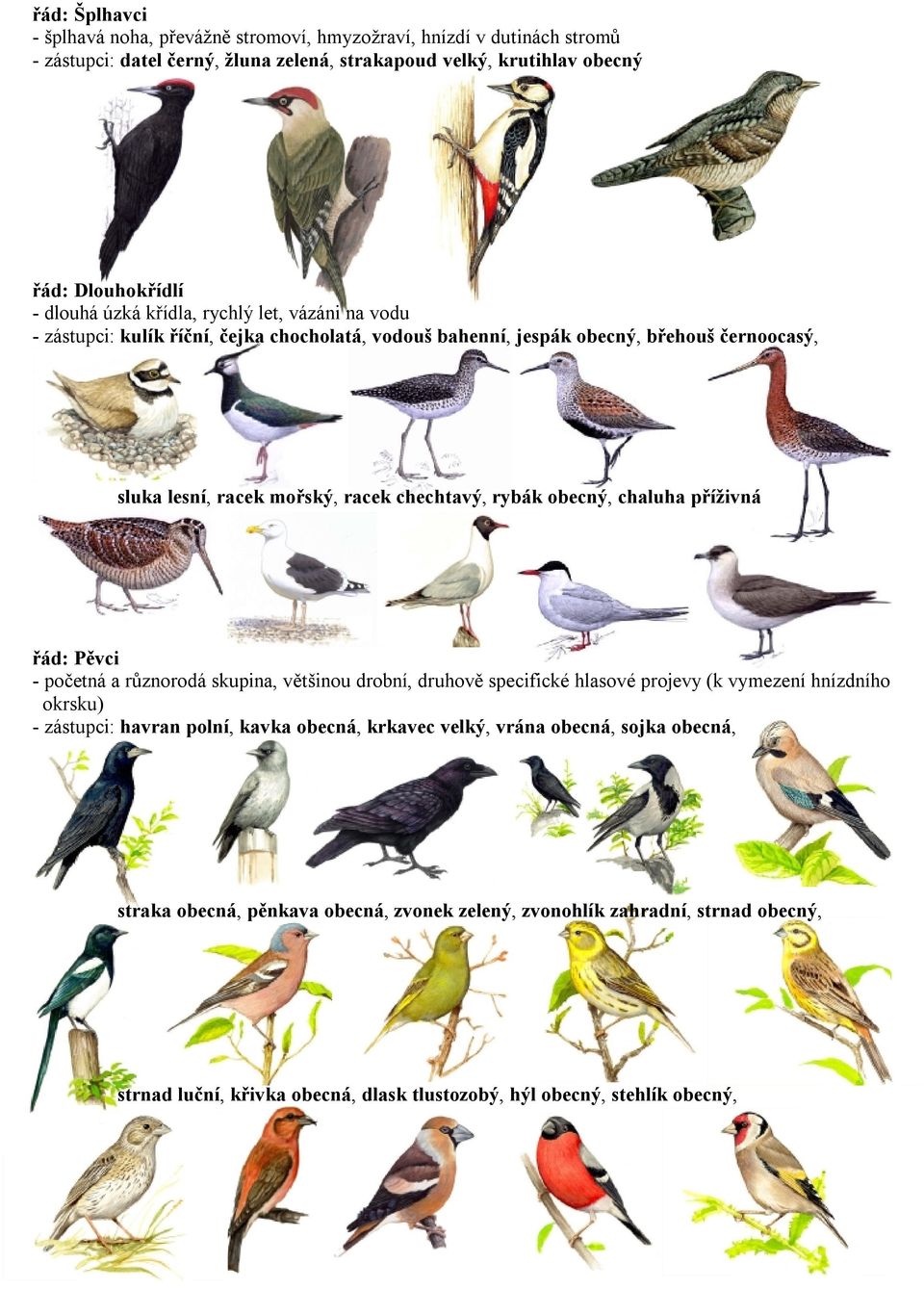obecný, chaluha příživná řád: Pěvci - početná a různorodá skupina, většinou drobní, druhově specifické hlasové projevy (k vymezení hnízdního okrsku) - zástupci: havran polní, kavka obecná,