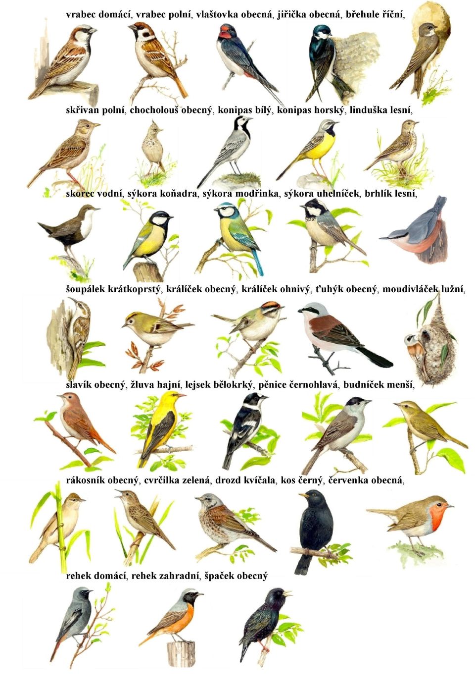 krátkoprstý, králíček obecný, králíček ohnivý, ťuhýk obecný, moudivláček lužní, slavík obecný, žluva hajní, lejsek bělokrký, pěnice