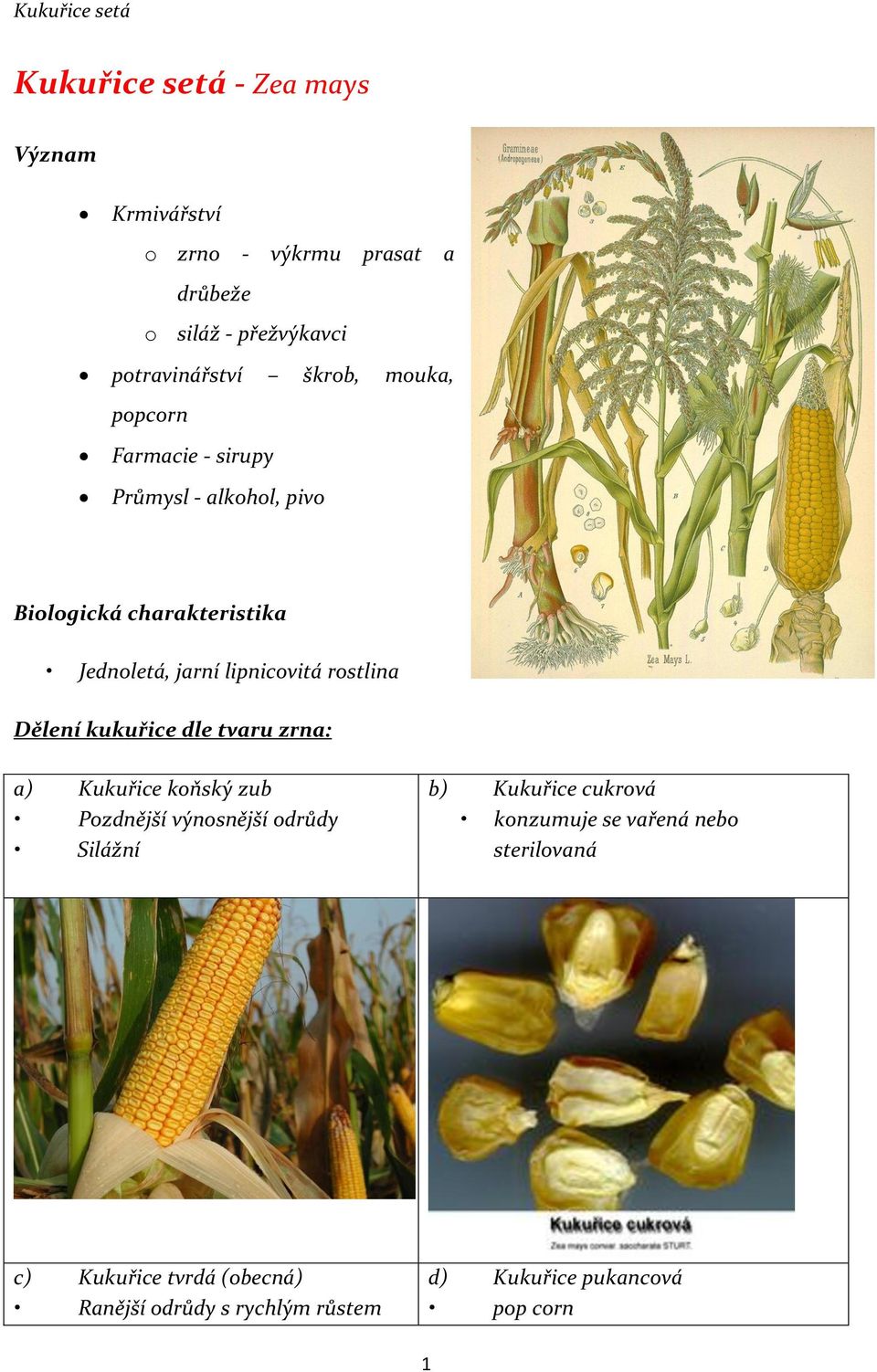 rostlina Dělení kukuřice dle tvaru zrna: a) Kukuřice koňský zub Pozdnější výnosnější odrůdy Silážní b) Kukuřice cukrová