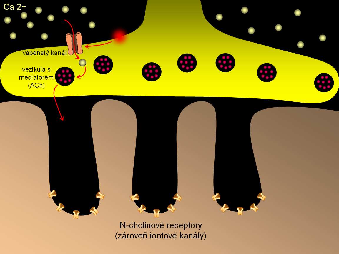 (ACh) N-cholinové