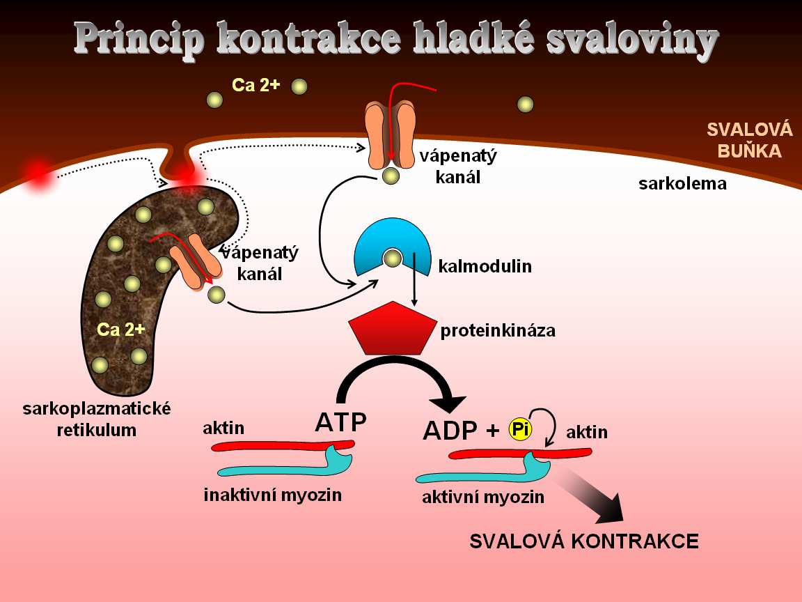 Ca 2+ vápenatý kanál sarkolema SVALOVÁ BUŇKA vápenatý kanál kalmodulin Ca 2+ proteinkináza