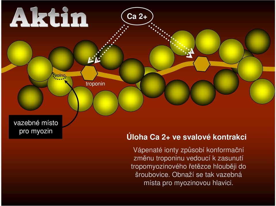 troponinu vedoucí k zasunutí tropomyozinovéhořetězce hlouběji