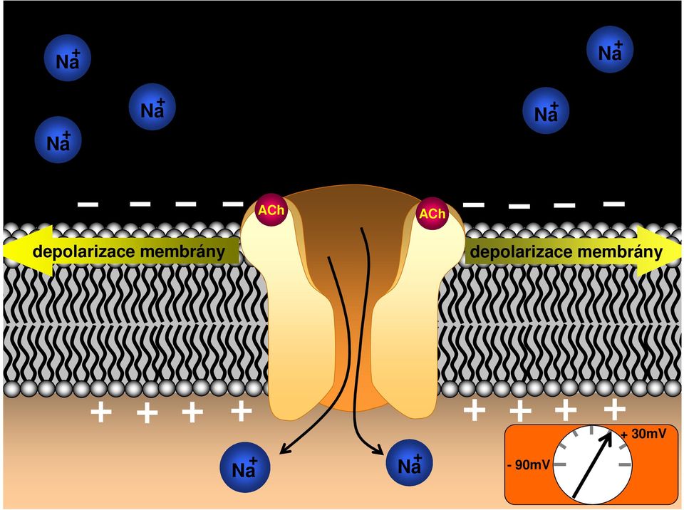 membrány depolarizace