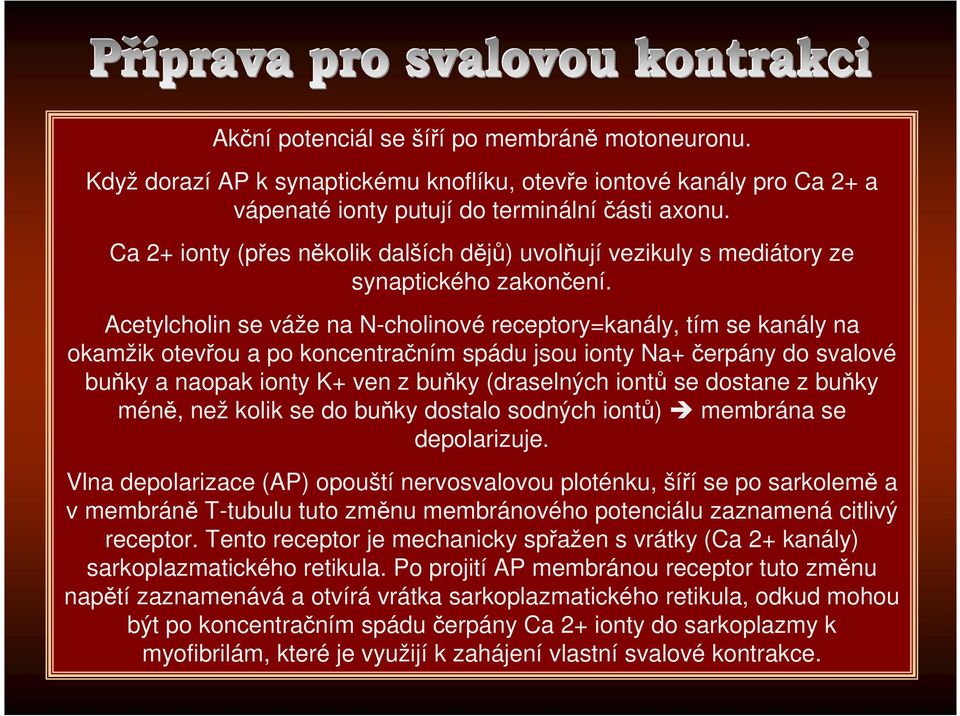 Acetylcholin se váže na N-cholinové receptory=kanály, tím se kanály na okamžik otevřou a po koncentračním spádu jsou ionty Na+ čerpány do svalové buňky a naopak ionty K+ ven z buňky (draselných iontů