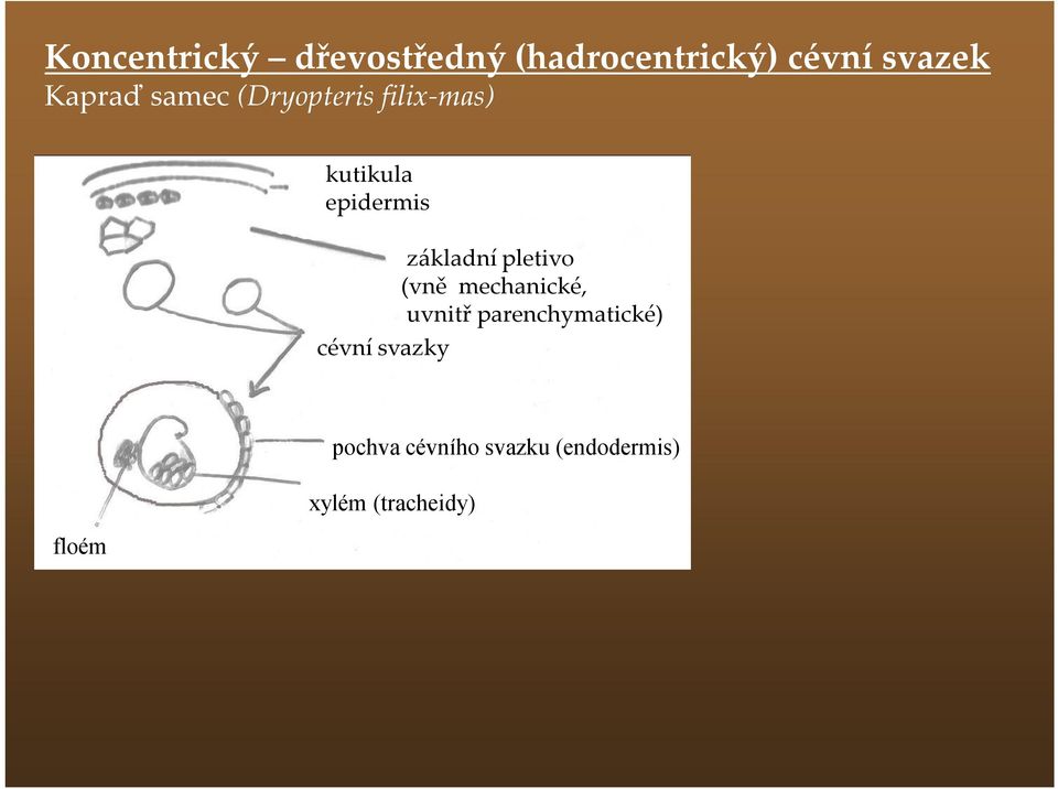 cévní svazky základní pletivo (vně mechanické, uvnitř