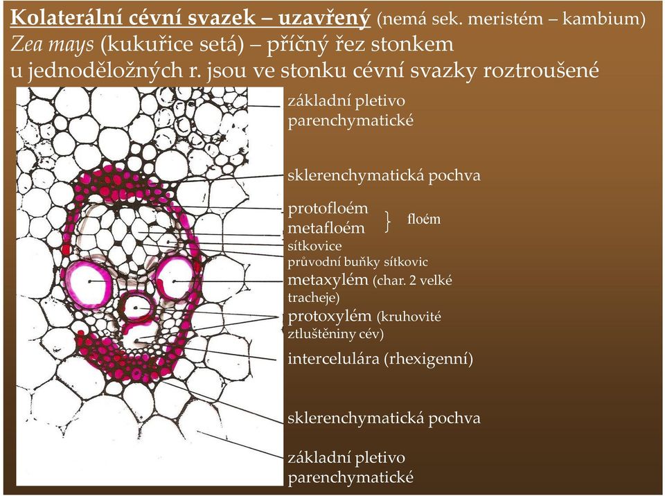 jsou ve stonku cévní svazky roztroušené základní pletivo parenchymatické sklerenchymatická pochva protofloém