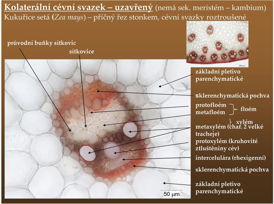 sítkovic sítkovice základní pletivo parenchymatické sklerenchymatická pochva protofloém metafloém xylém
