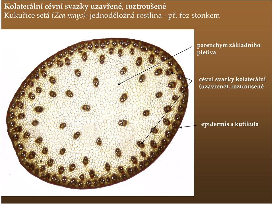 řez stonkem parenchym základního pletiva cévní