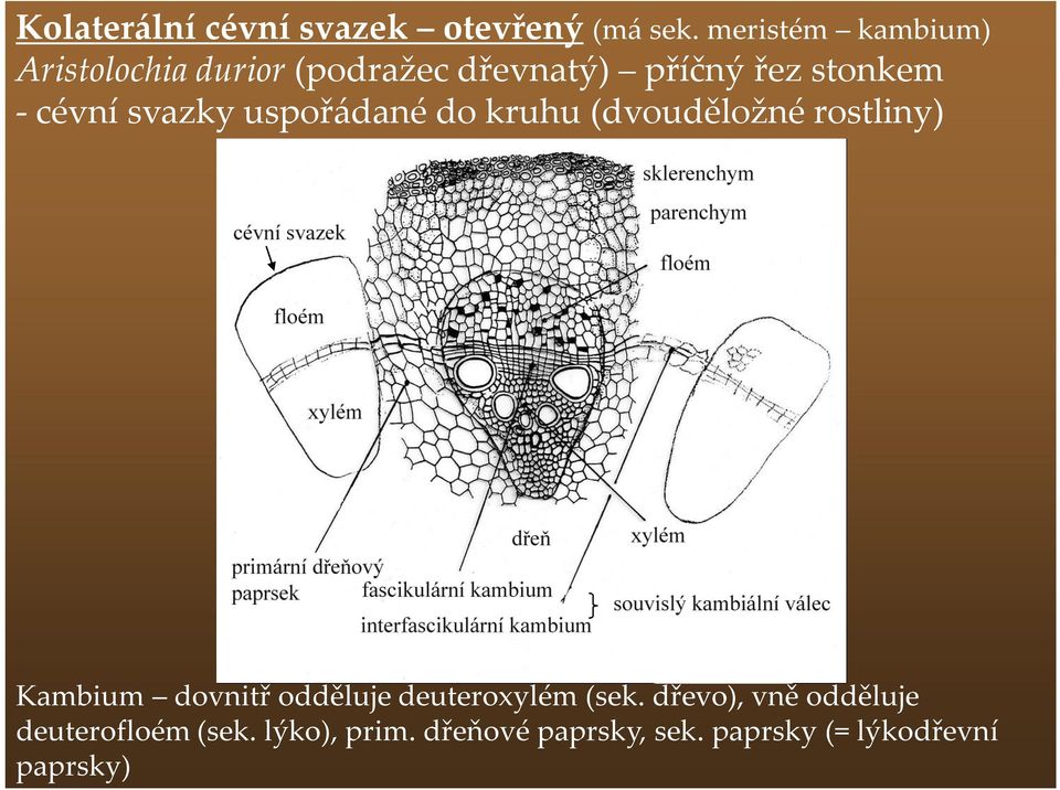 cévní svazky uspořádané do kruhu (dvouděložné rostliny) Kambium dovnitř odděluje