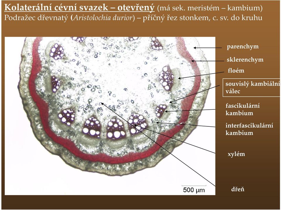 příčný řez stonkem, c. sv.