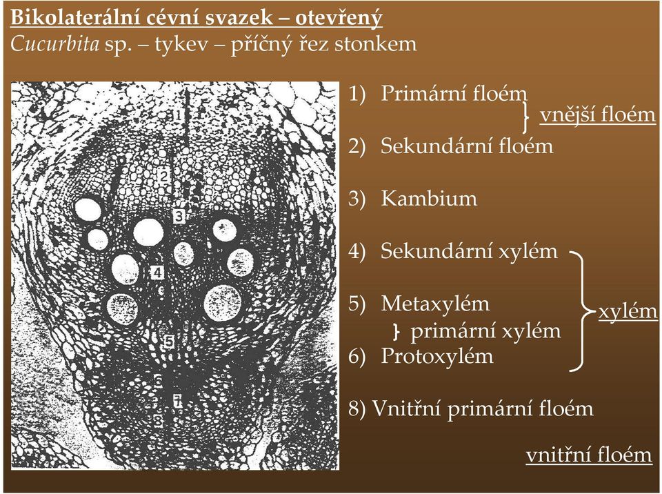 floém 3) Kambium 4) Sekundární xylém vnější floém 5)