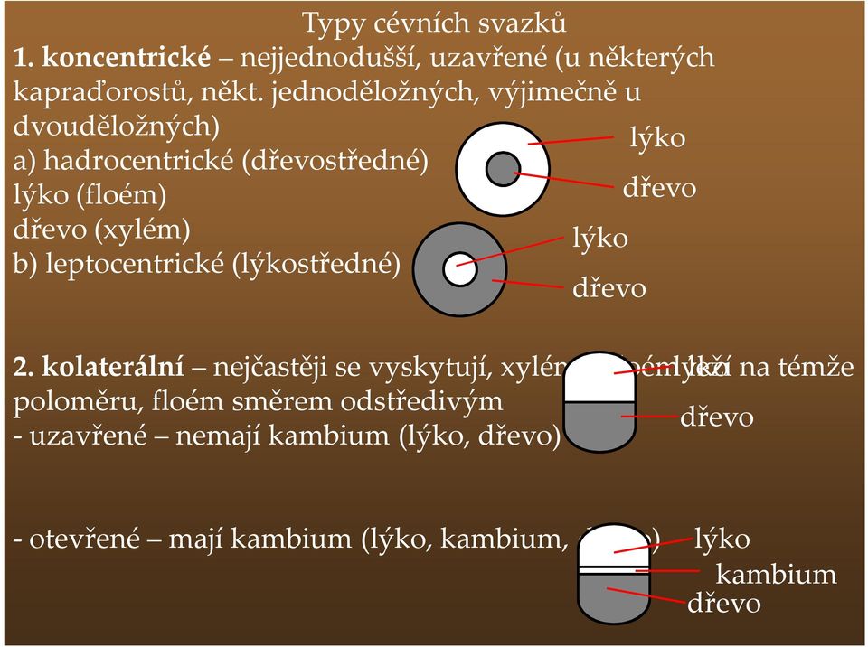 lýko b) leptocentrické (lýkostředné) dřevo 2.