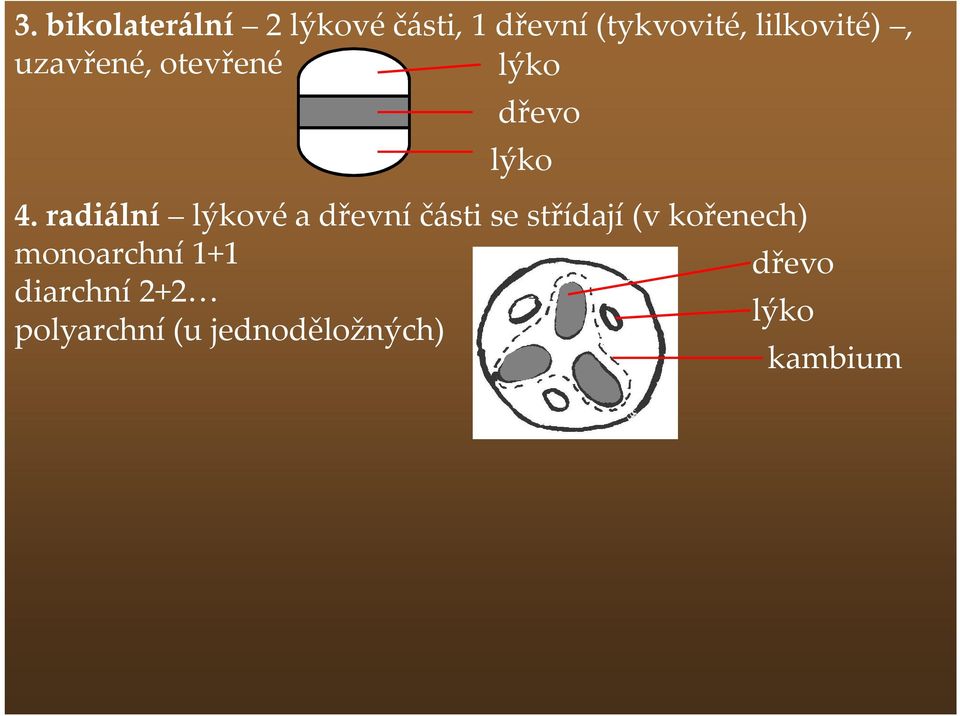 radiální lýkové a dřevní části se střídají (v kořenech)