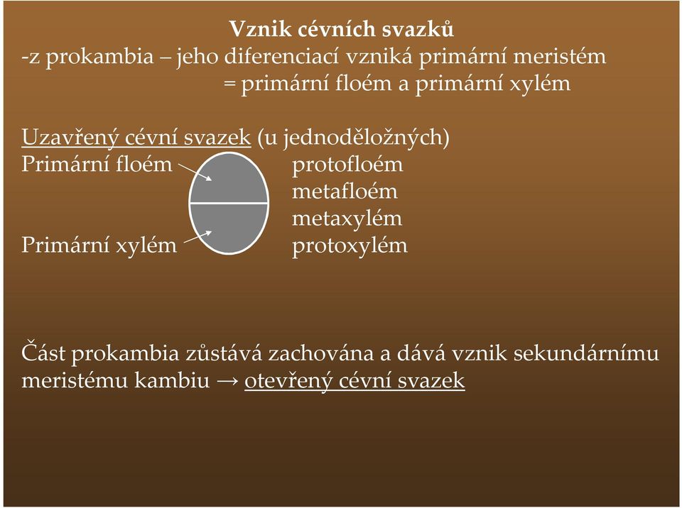 Primární floém protofloém metafloém metaxylém Primární xylém protoxylém Část