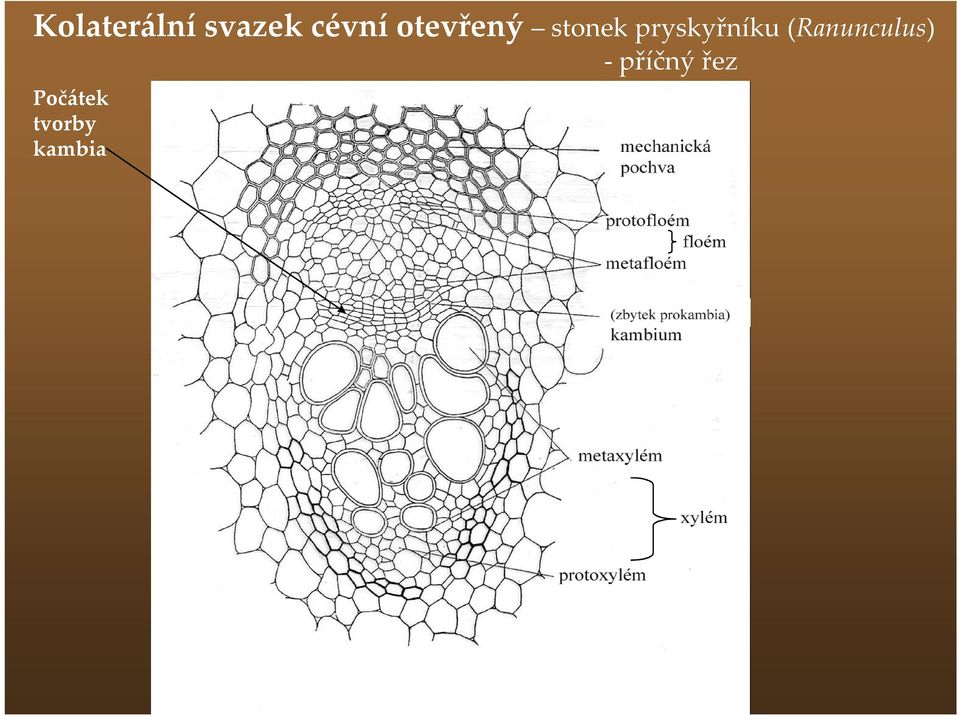 pryskyřníku (Ranunculus)