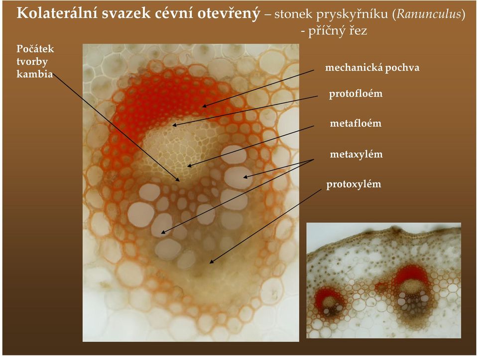 příčný řez Počátek tvorby kambia