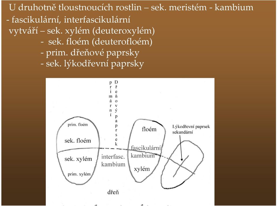 interfascikulární vytváří sek.
