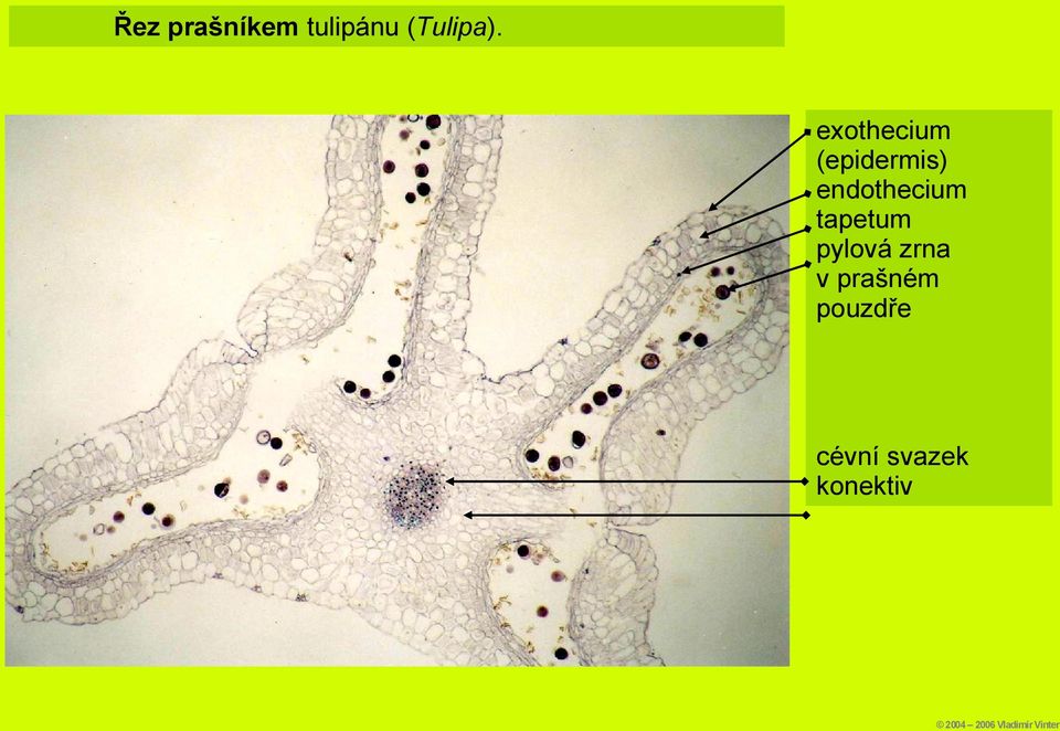 endothecium tapetum pylová zrna