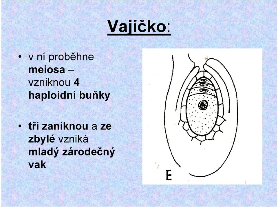 haploidní buňky tři