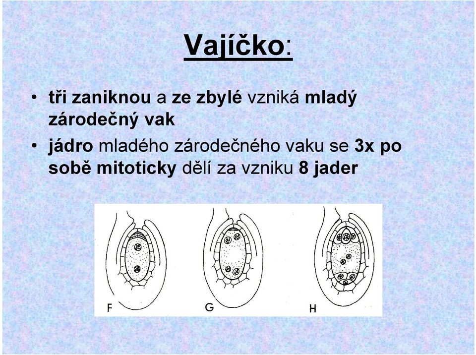 mladého zárodečného vaku se 3x po