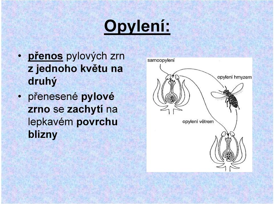 přenesené pylové zrno se