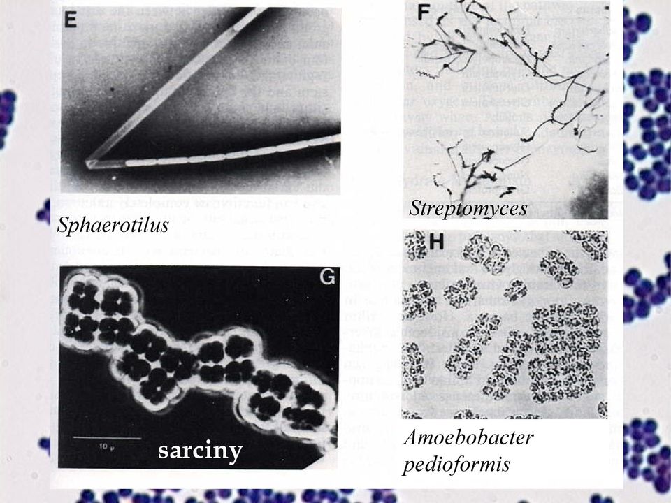 Streptomyces