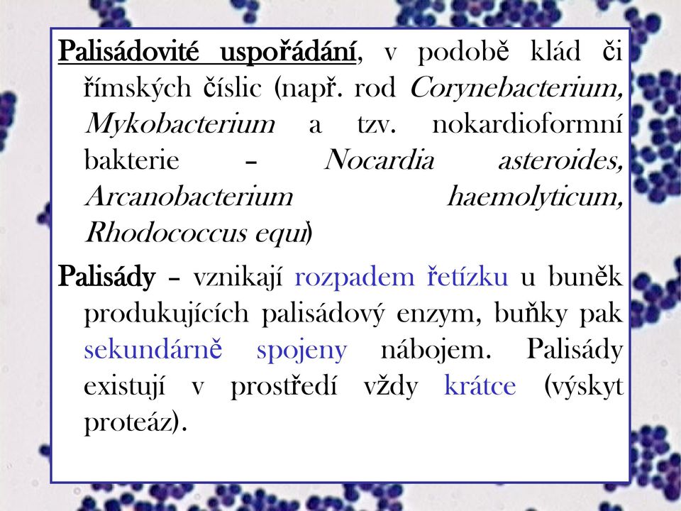 nokardioformní bakterie Nocardia asteroides, Arcanobacterium haemolyticum, Rhodococcus equi)