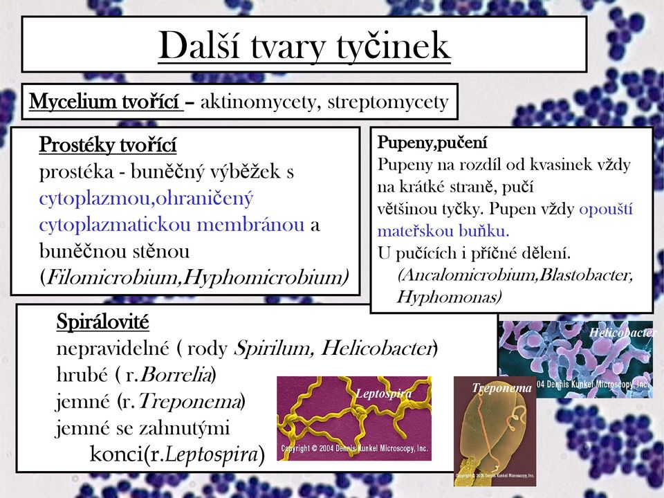 borrelia) jemné (r.treponema) jemné se zahnutými konci(r.