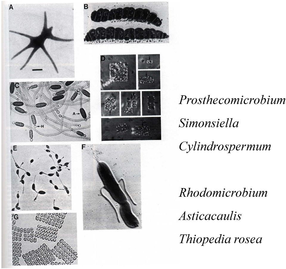 Cylindrospermum