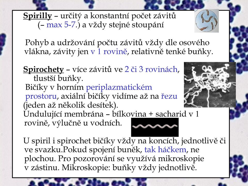 Spirochety více závitů ve 2 či 3 rovinách, tlustší buňky.
