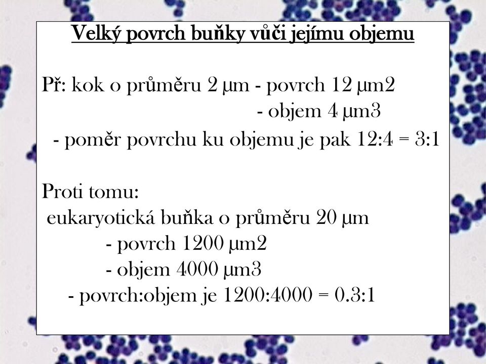 12:4 = 3:1 Proti tomu: eukaryotická buňka o průměru 20 µm -