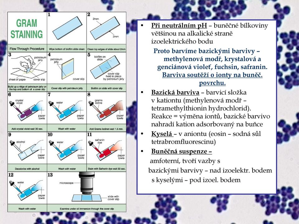 Bazická barviva barvicí složka v kationtu (methylenová modř tetramethylthionin hydrochlorid).