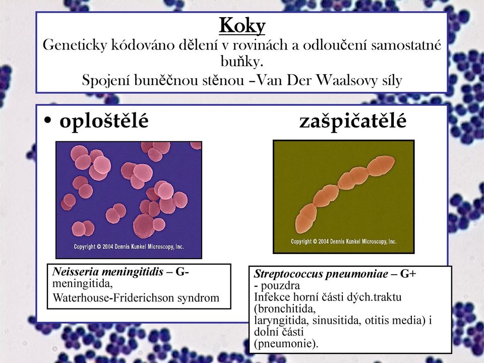 meningitidis G- meningitida, Waterhouse-Friderichson syndrom Streptococcus pneumoniae G+