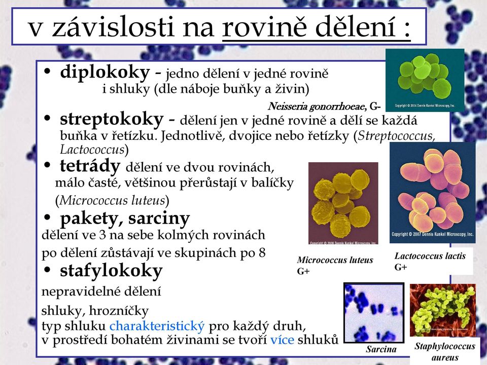 Jednotlivě, dvojice nebo řetízky (Streptococcus, Lactococcus) tetrády dělení ve dvou rovinách, málo časté, většinou přerůstají v balíčky (Micrococcus luteus) pakety,
