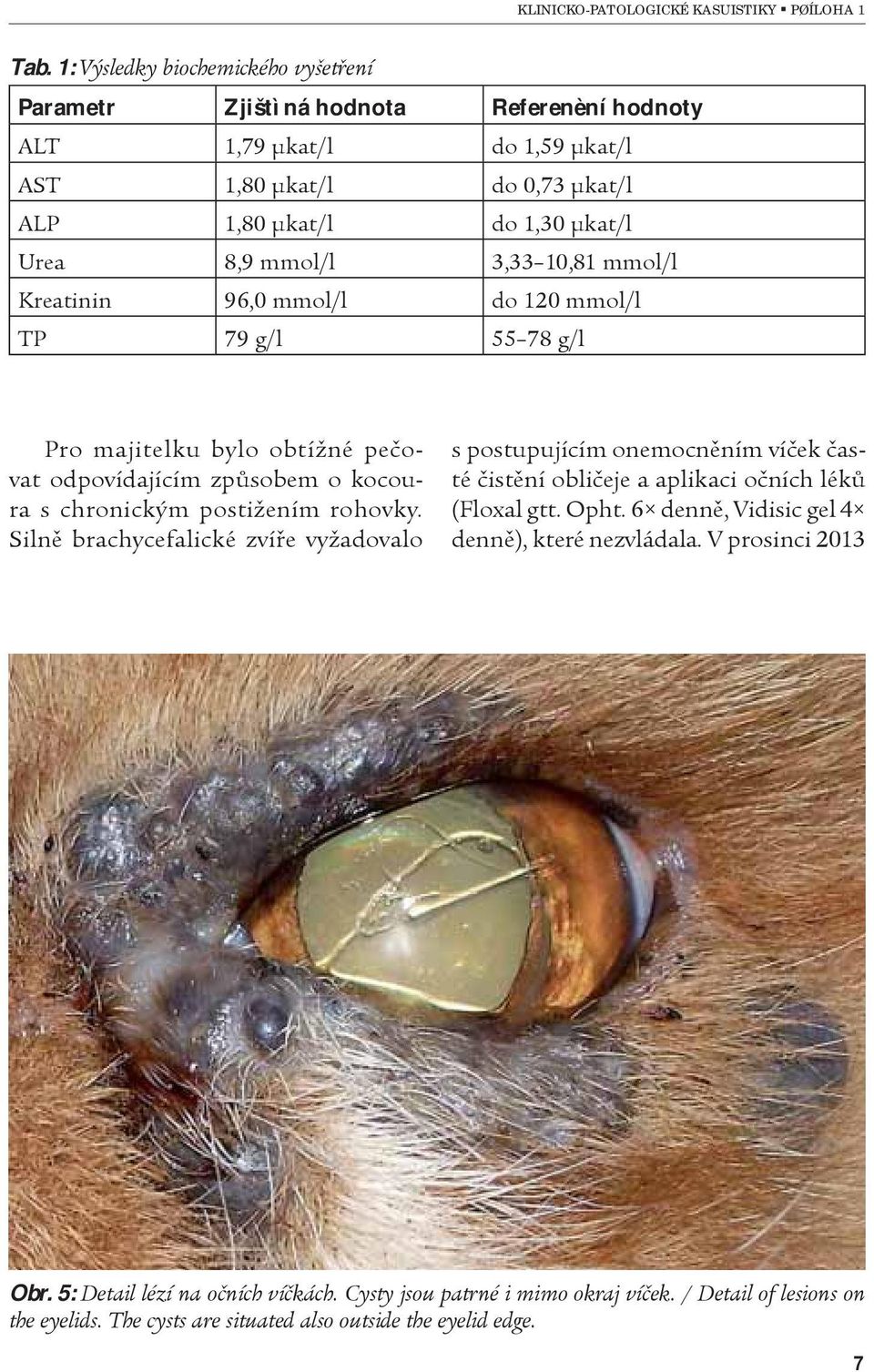 Silnì brachycefalické zvíøe vyžadovalo s postupujícím onemocnìním víèek èasté èistìní oblièeje a aplikaci oèních lékù (Floxal gtt. Opht. 6 dennì, Vidisic gel 4 dennì), které nezvládala.