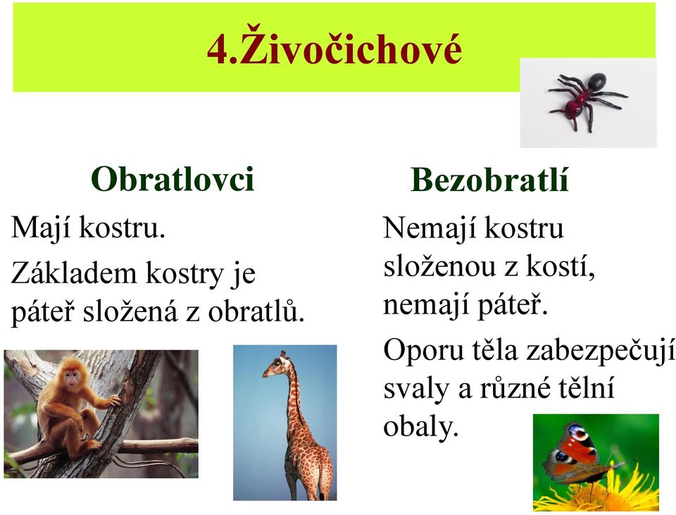 obratlů.