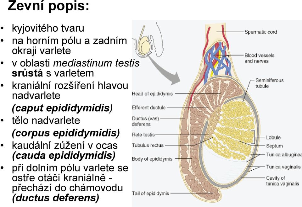 epididymidis) tělo nadvarlete (corpus epididymidis) kaudální zúžení v ocas (cauda
